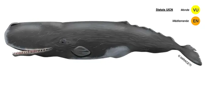 Cachalot