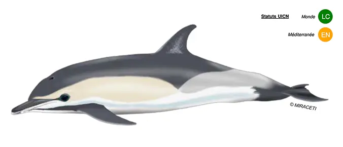 Dauphin commun