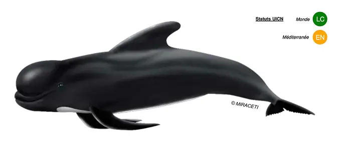 Globicéphale noir