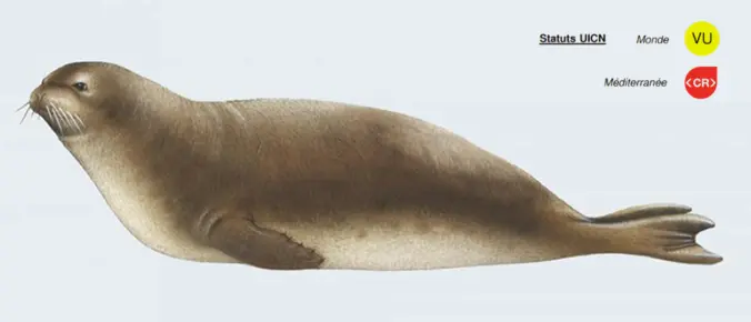 Phoque Moine
