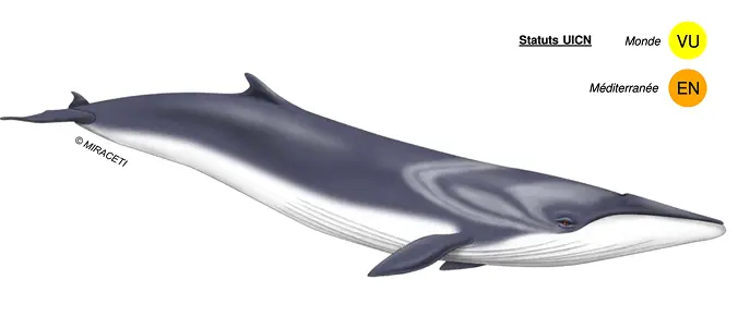 Rorqual commun